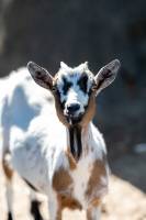 Charlie GARDERE - GARDERE CHARLIE